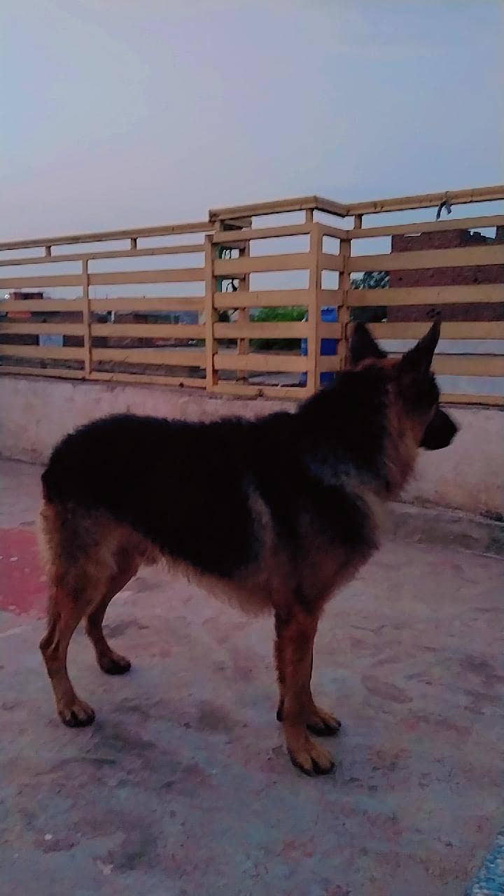 German shepherd 3