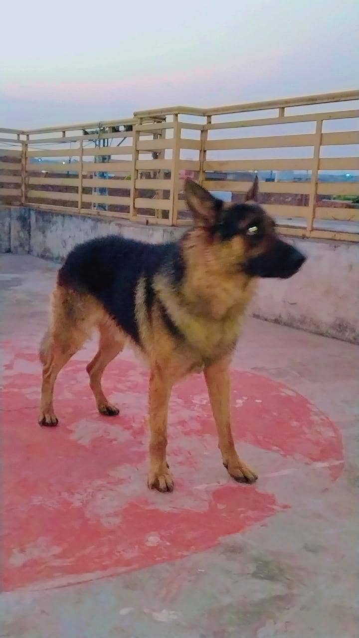German shepherd 4