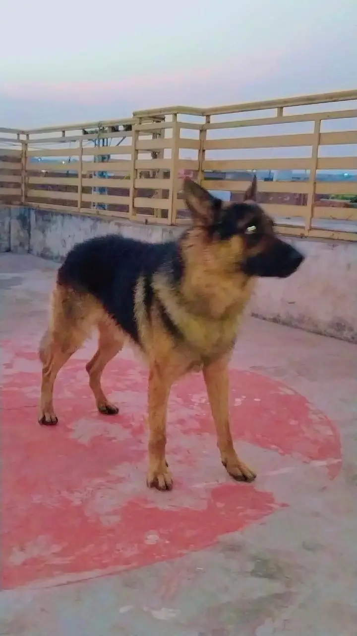 German shepherd — photo 5
