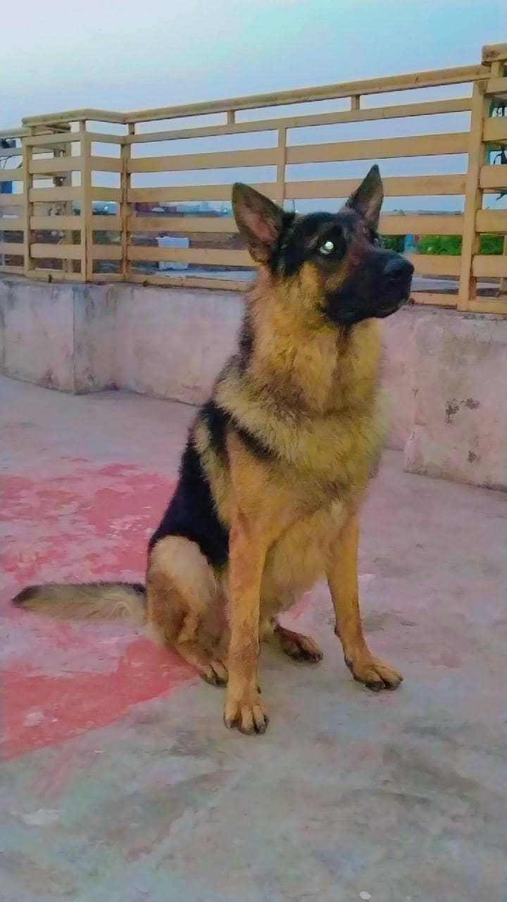 German shepherd 5