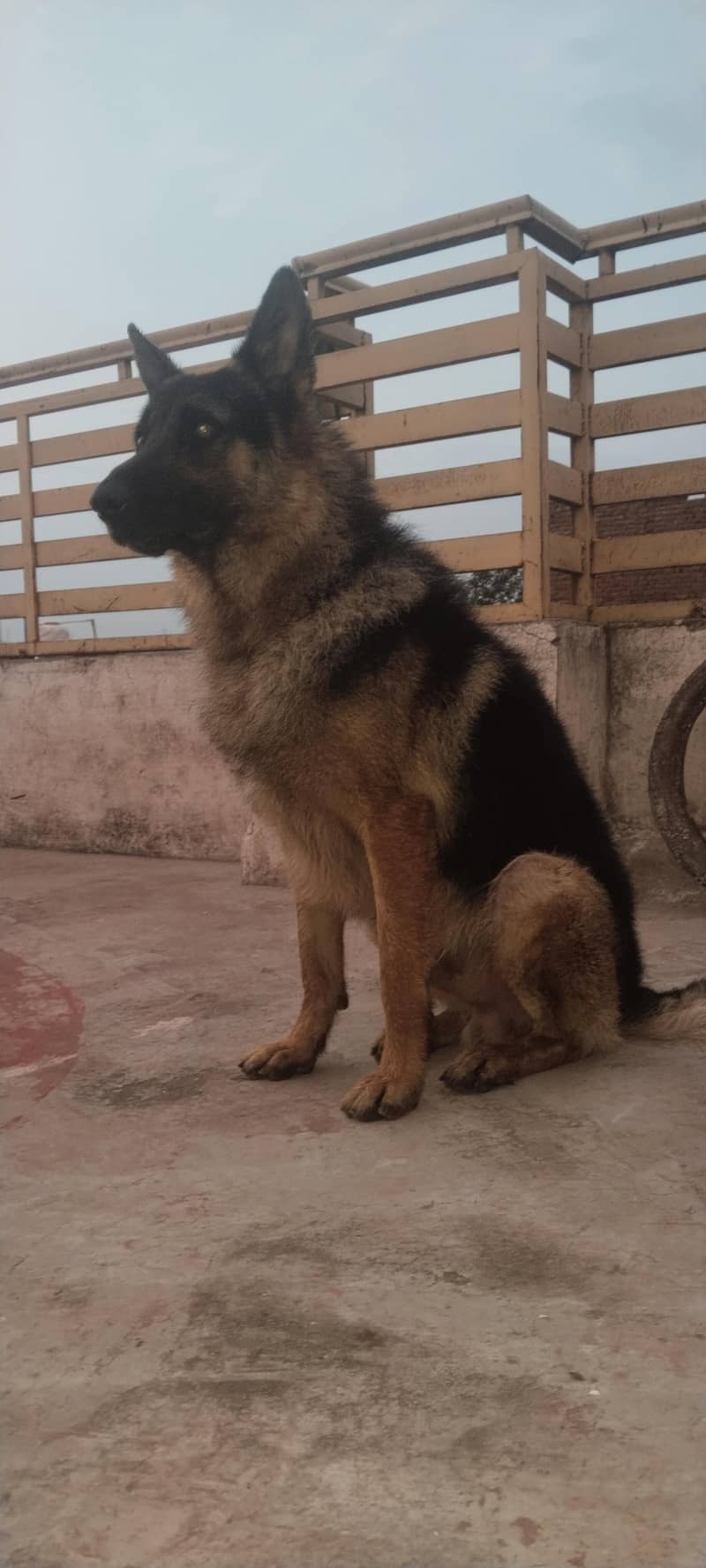 German shepherd 6