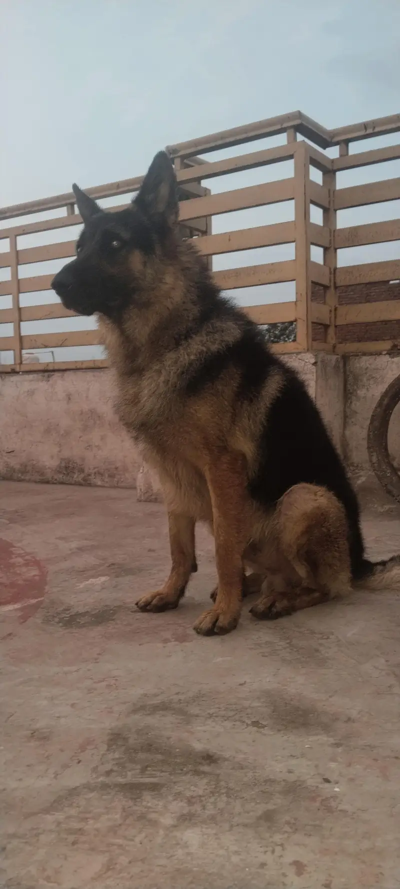 German shepherd — photo 7