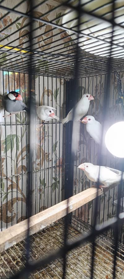 White java pair for sale location Lahore shad bagh