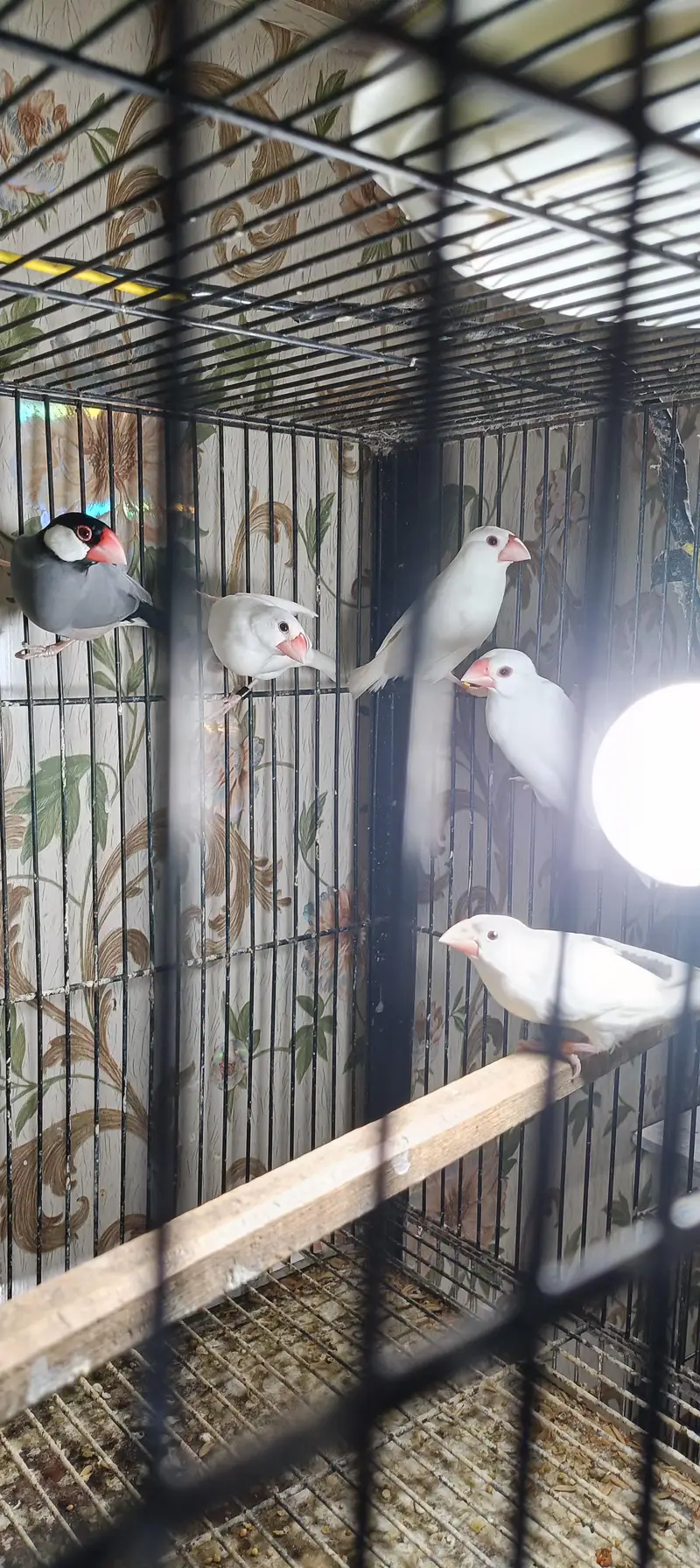 White java pair for sale location Lahore shad bagh