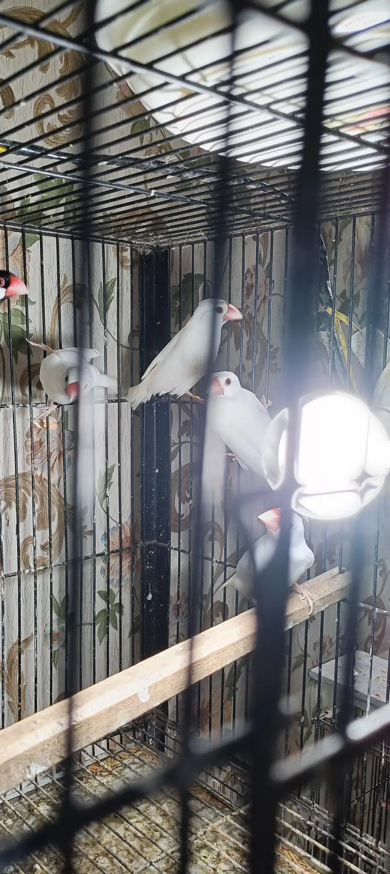 White java pair for sale location Lahore shad bagh — photo 2