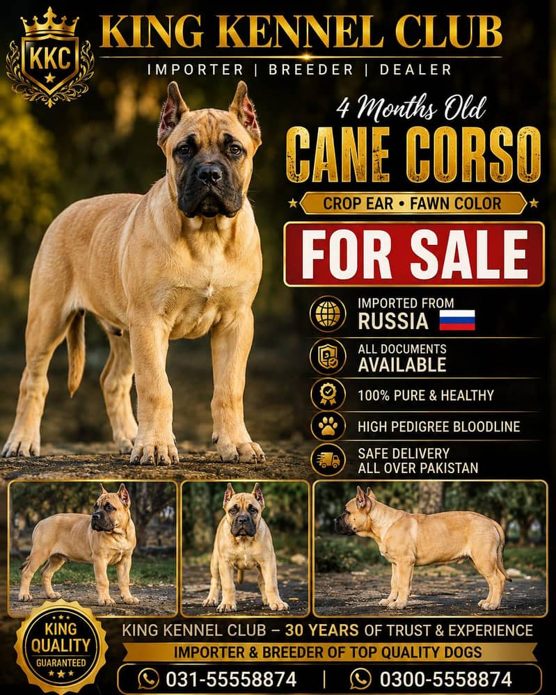 Cane corso 0