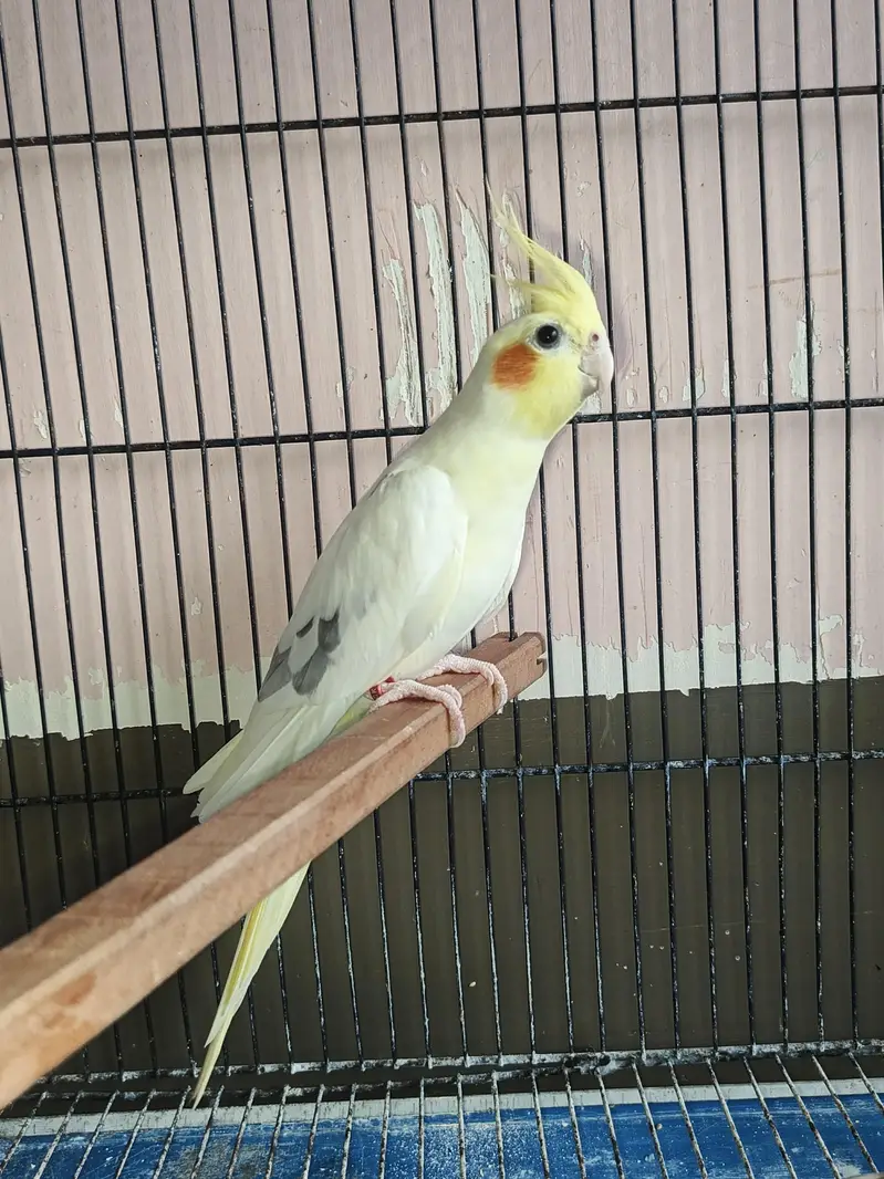 fellow spilit lutino male — photo 3