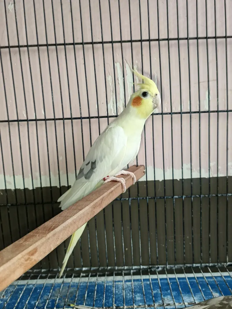 fellow spilit lutino male — photo 4