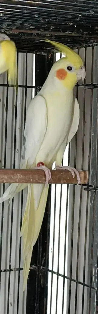 fellow spilit lutino male — photo 5