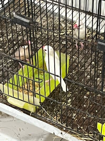 Java finches pair Fawn, opal,white, silver