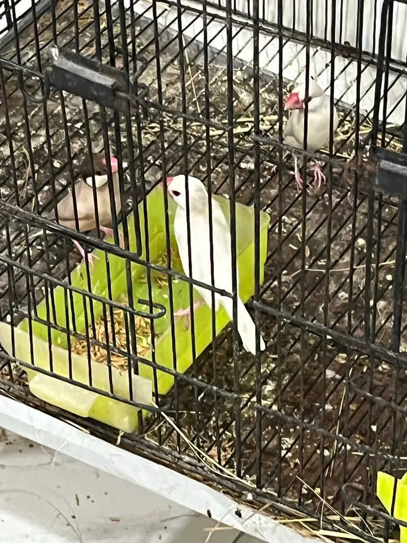 Java finches pair Fawn, opal,white, silver