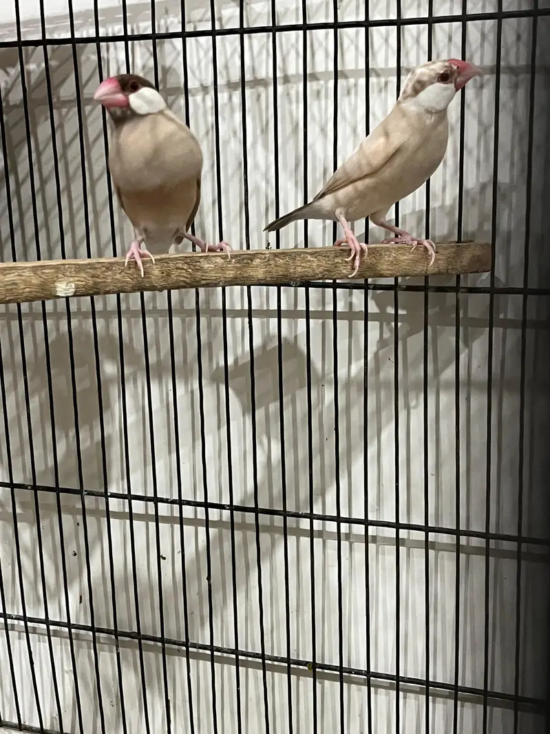Java finches pair Fawn, opal,white, silver — photo 2