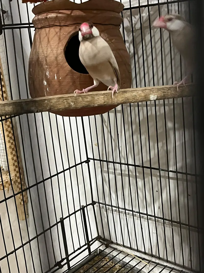 Java finches pair Fawn, opal,white, silver — photo 3