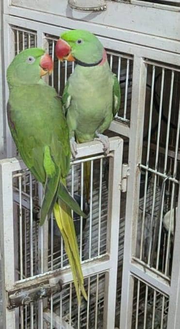 Adult kashmiri raw pair
