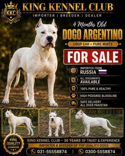 Dogo Argentino