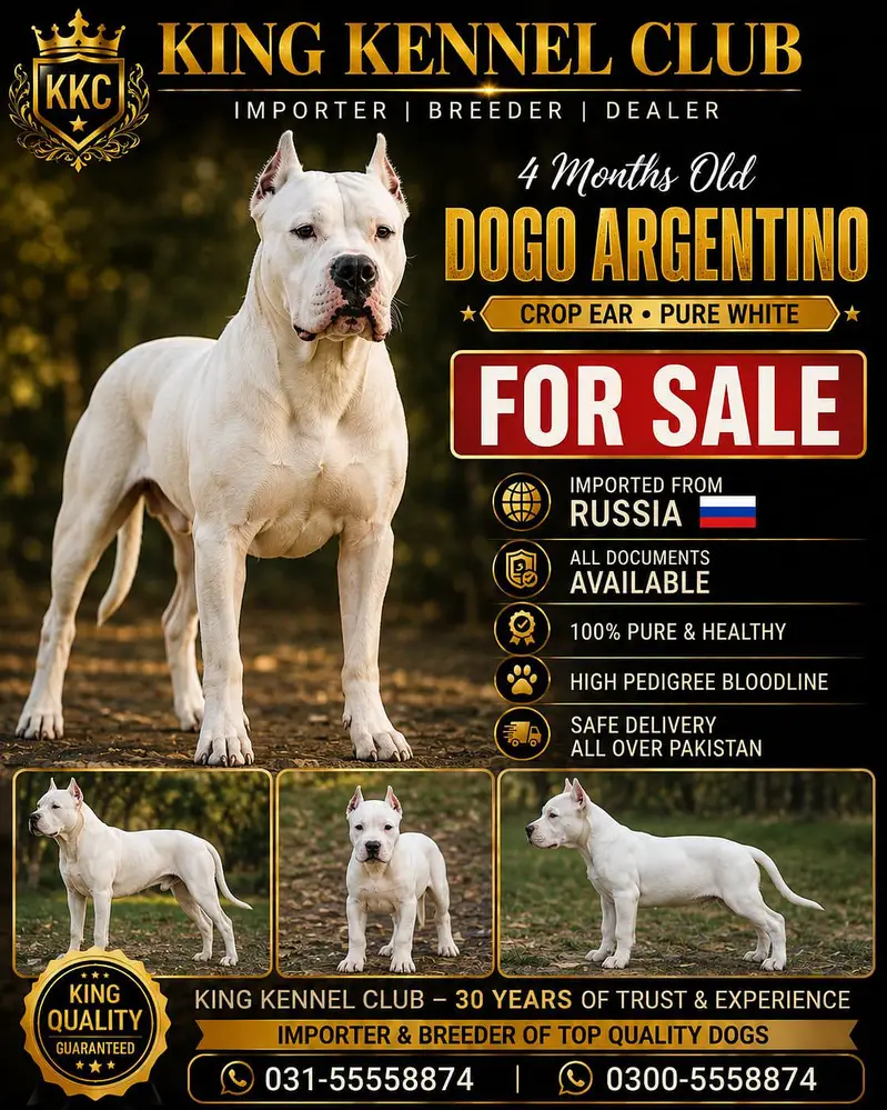 Dogo Argentino
