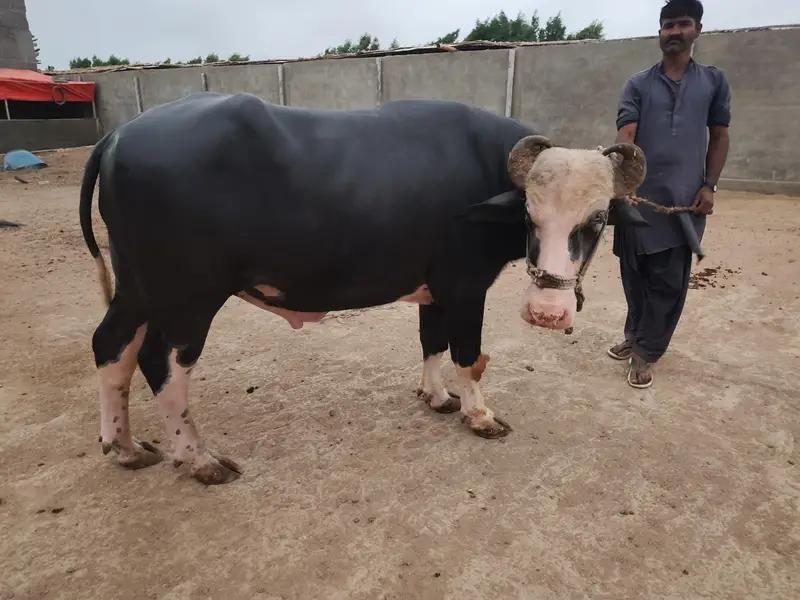 Nili Ravi PADA (Pada Lover) — photo 5