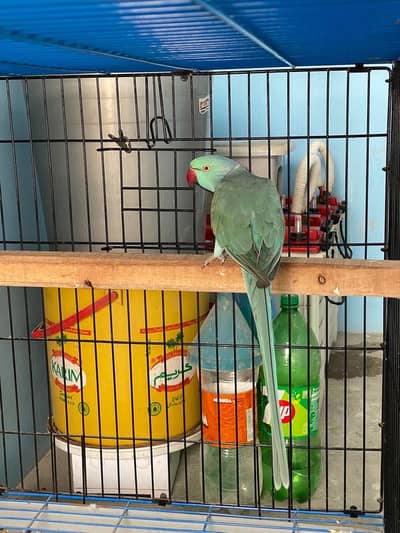 Blue ring neck breeder pair