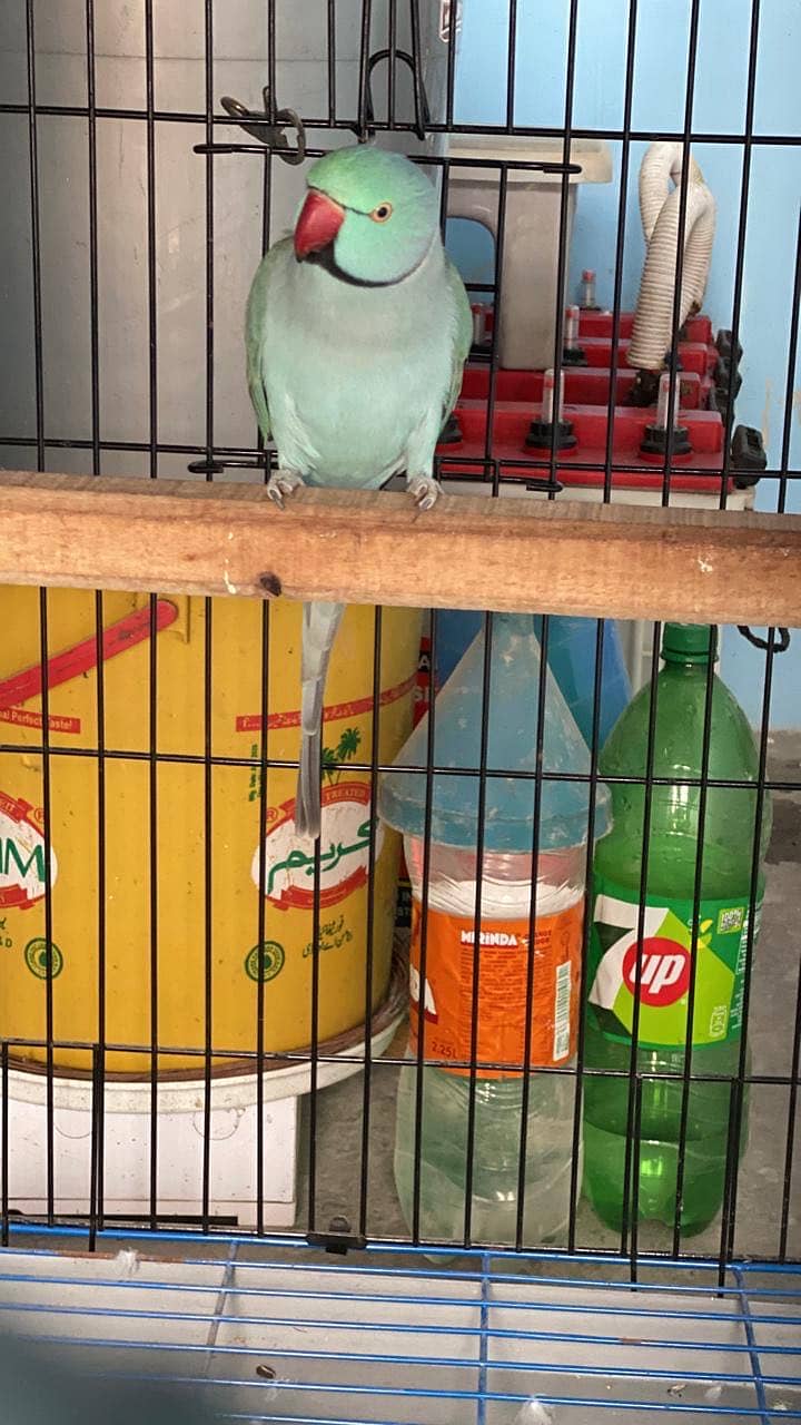 Blue ring neck breeder pair 1