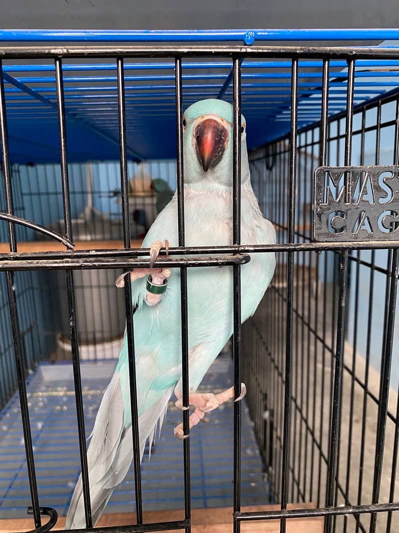 Blue ring neck breeder pair 2