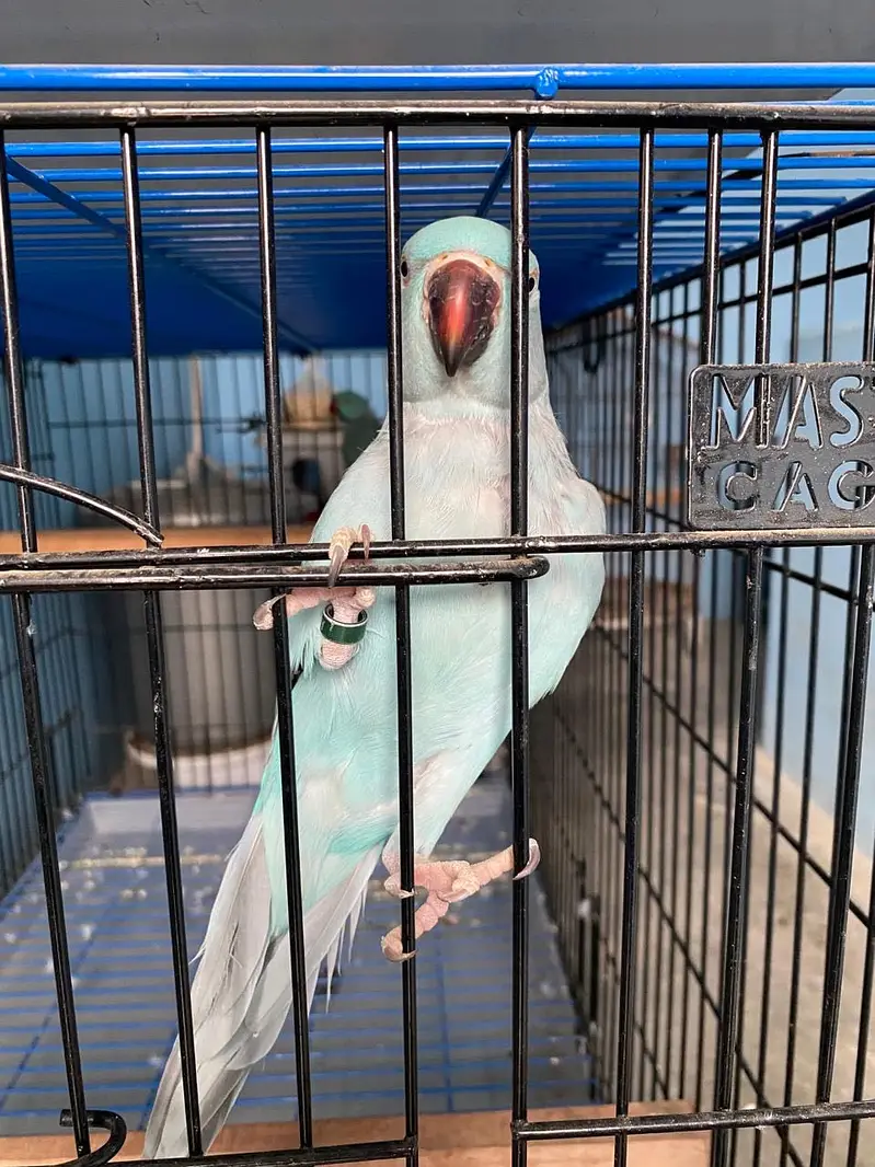 Blue ring neck breeder pair — photo 3