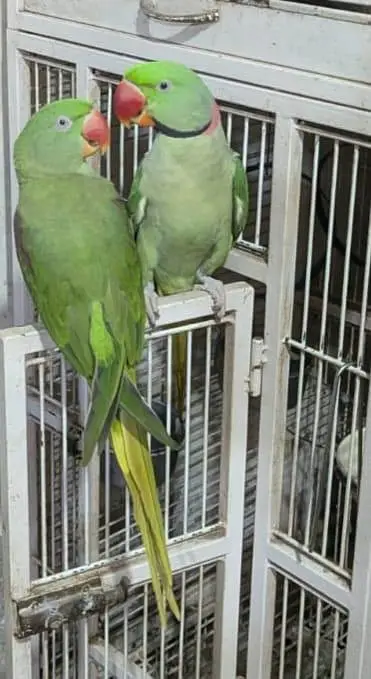 kashmiri raw pair