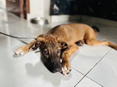 Dog for sale