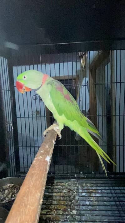Raw Talking Breeder Male