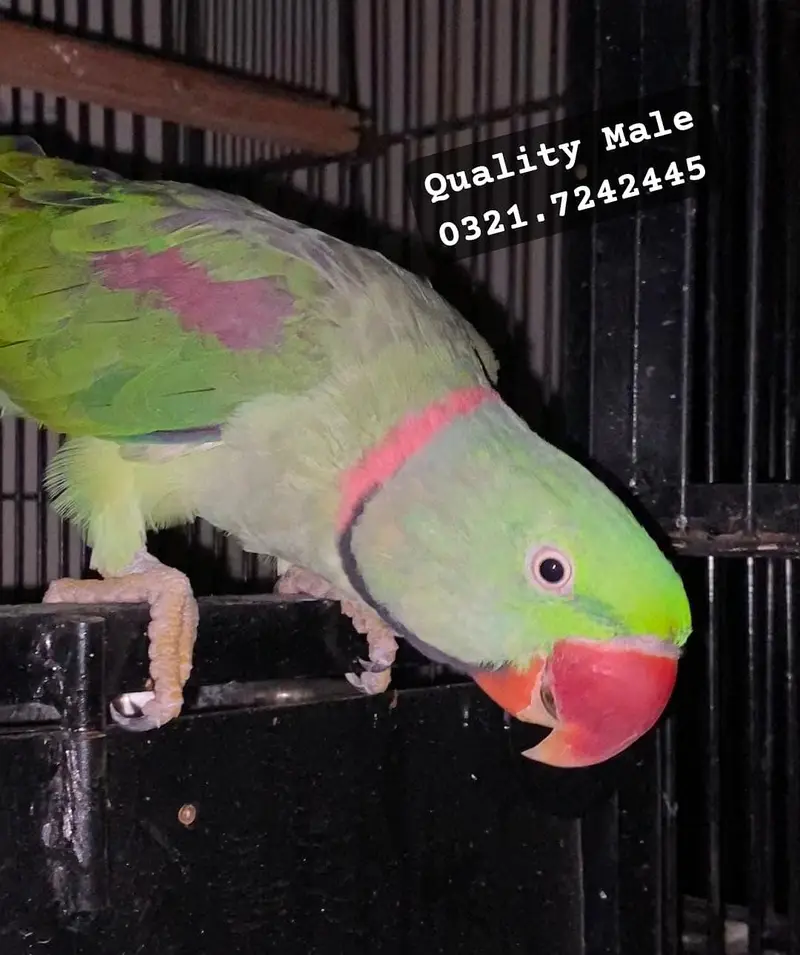 Raw Talking Breeder Male — photo 2