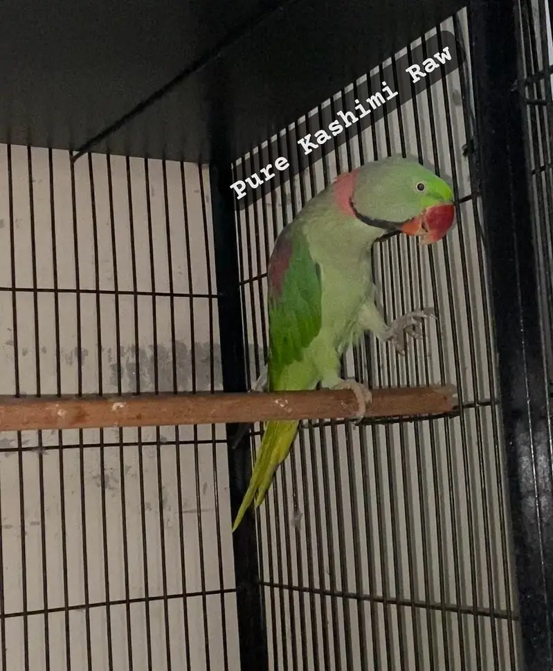 Raw Talking Breeder Male — photo 3