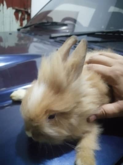 Male Teddy Bear Rabbit for Sale – Ginger & White | Healthy & Active