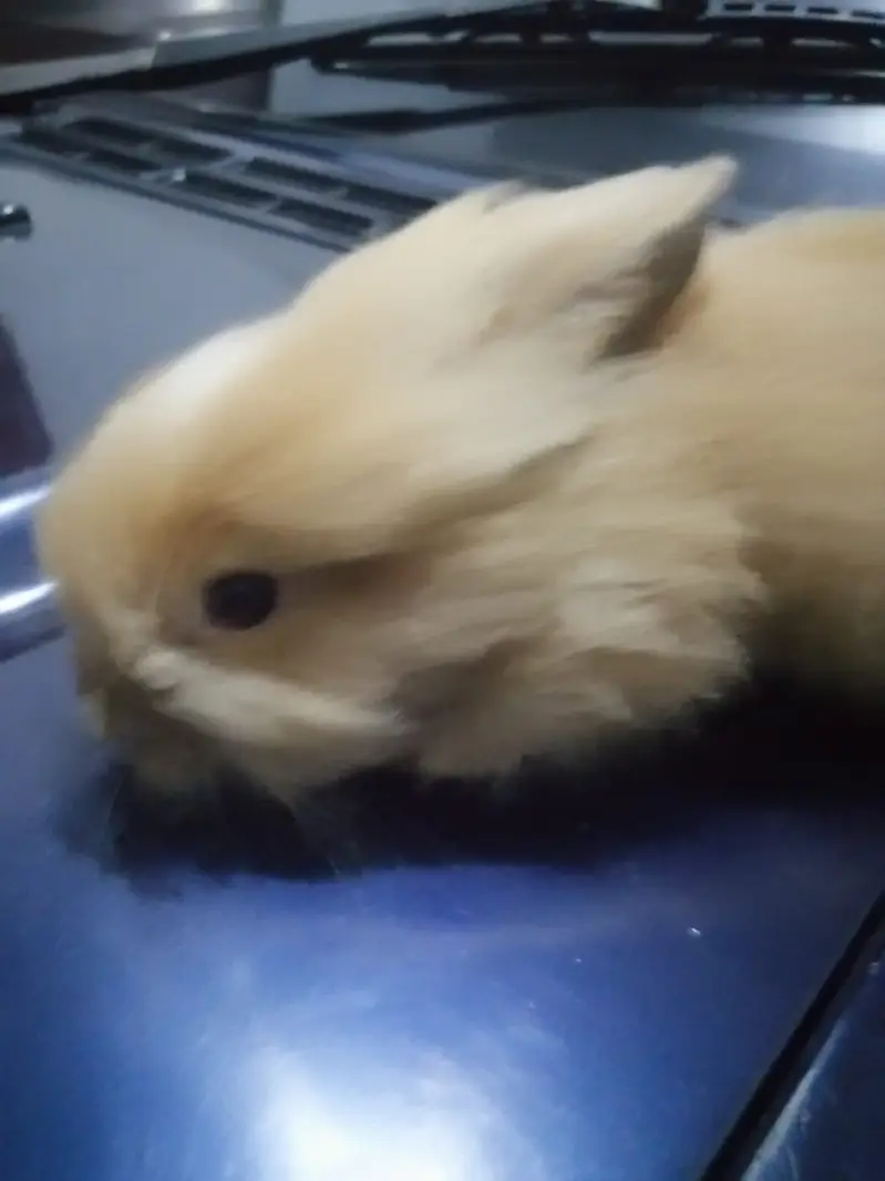 Male Teddy Bear Rabbit for Sale – Ginger & White | Healthy & Active — photo 2