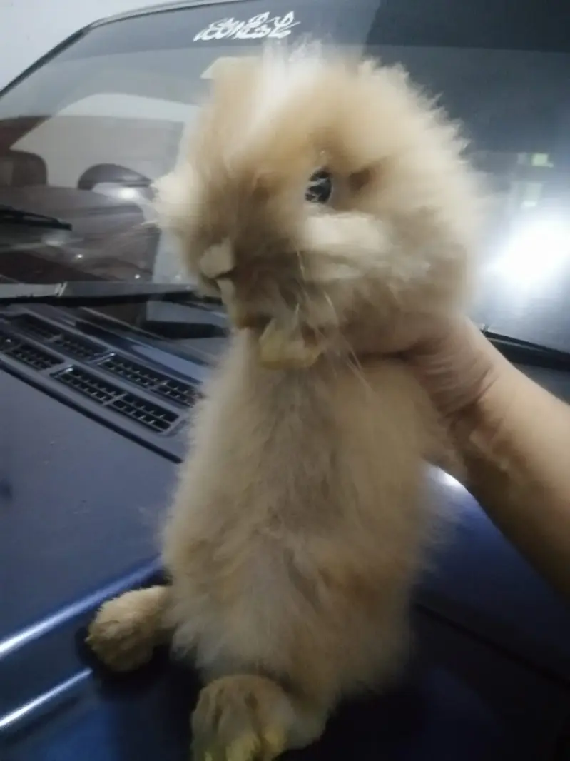 Male Teddy Bear Rabbit for Sale – Ginger & White | Healthy & Active — photo 3
