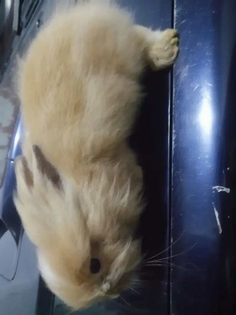 Male Teddy Bear Rabbit for Sale – Ginger & White | Healthy & Active — photo 4