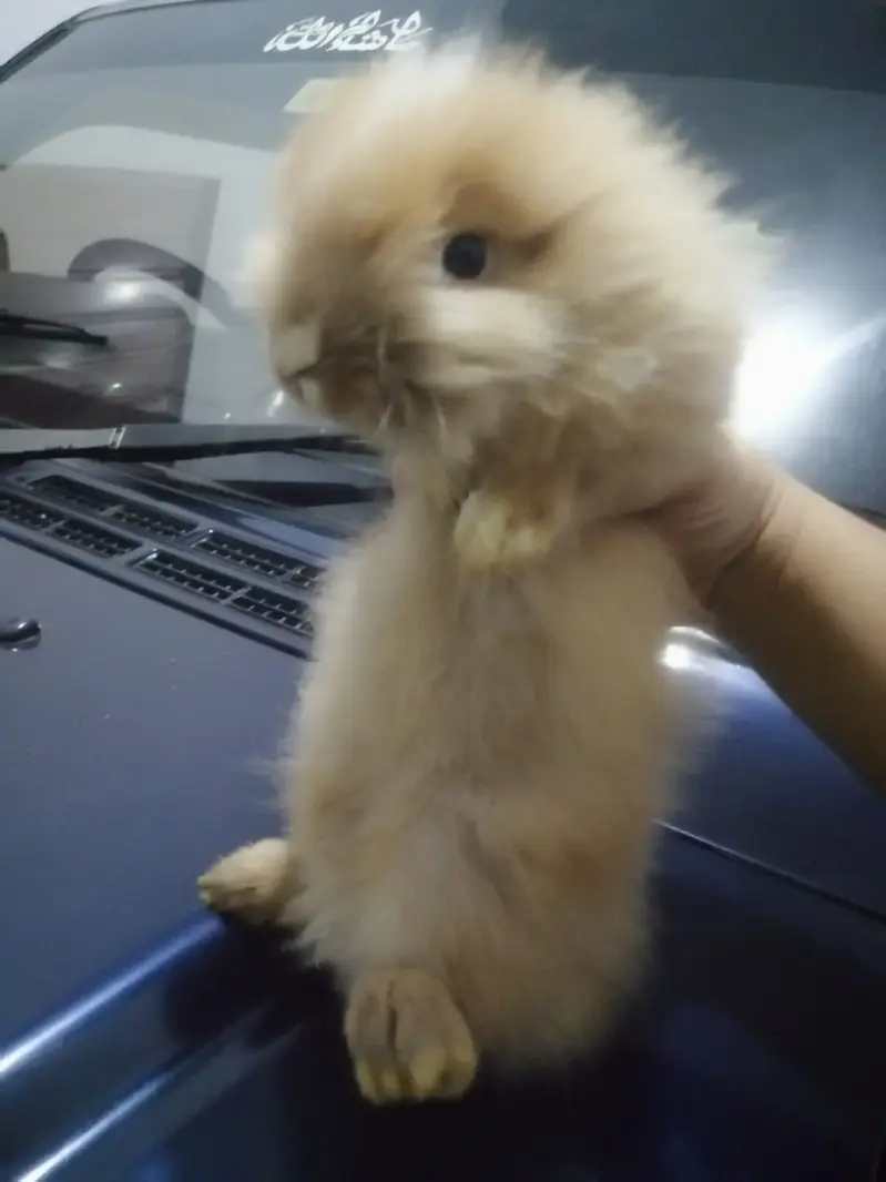Male Teddy Bear Rabbit for Sale – Ginger & White | Healthy & Active — photo 5