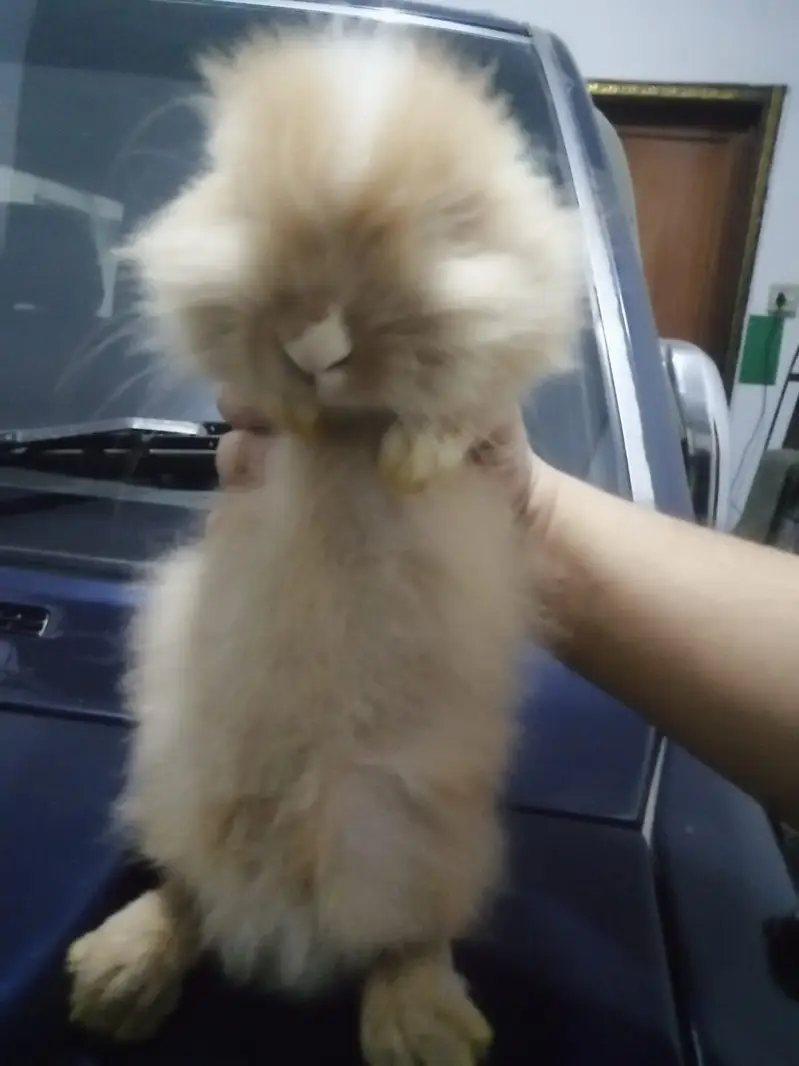 Male Teddy Bear Rabbit for Sale – Ginger & White | Healthy & Active — photo 6