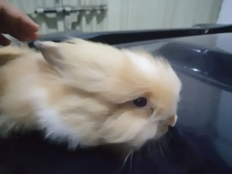 Male Teddy Bear Rabbit for Sale – Ginger & White | Healthy & Active — photo 7
