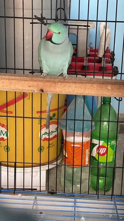Blue ring neck breeder pair