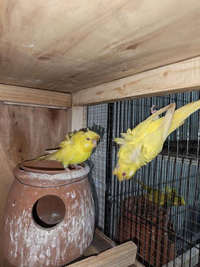 Hogoromo, TCB, King Size, Budgies