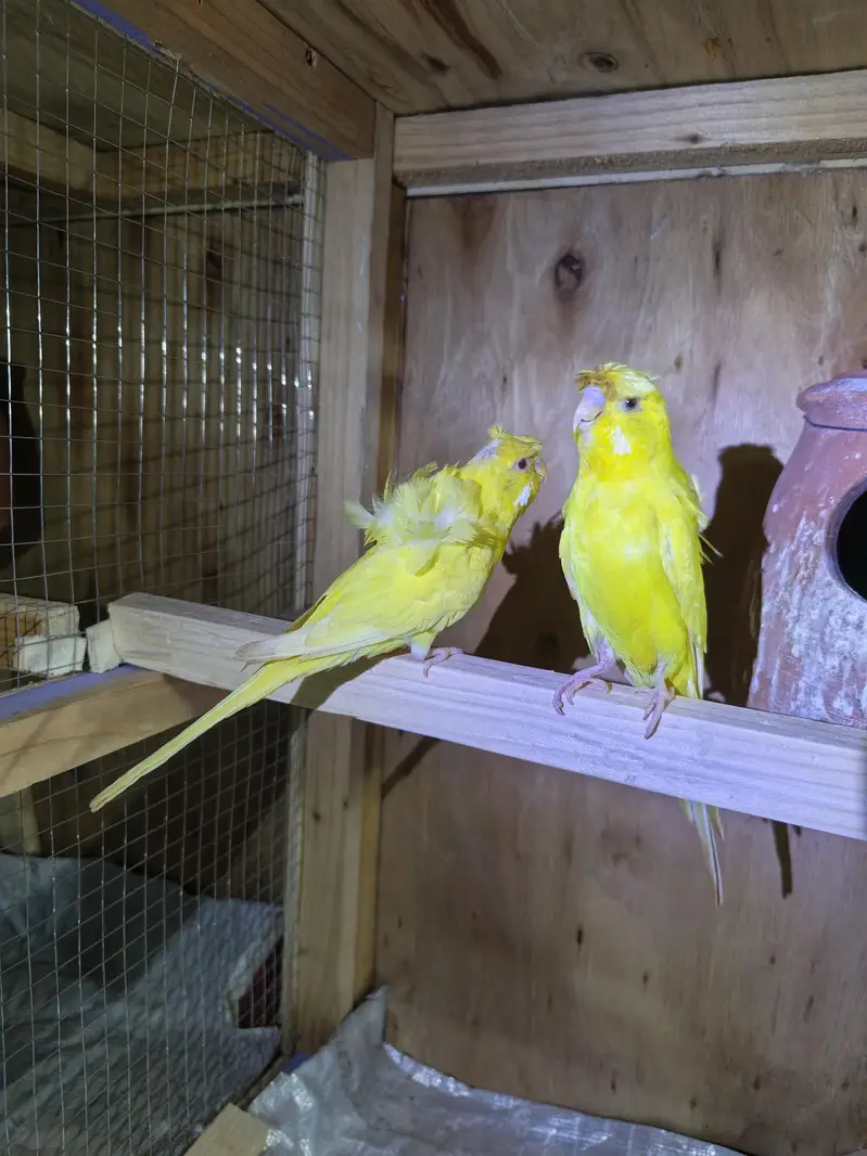 Hogoromo, TCB, King Size, Budgies — photo 2