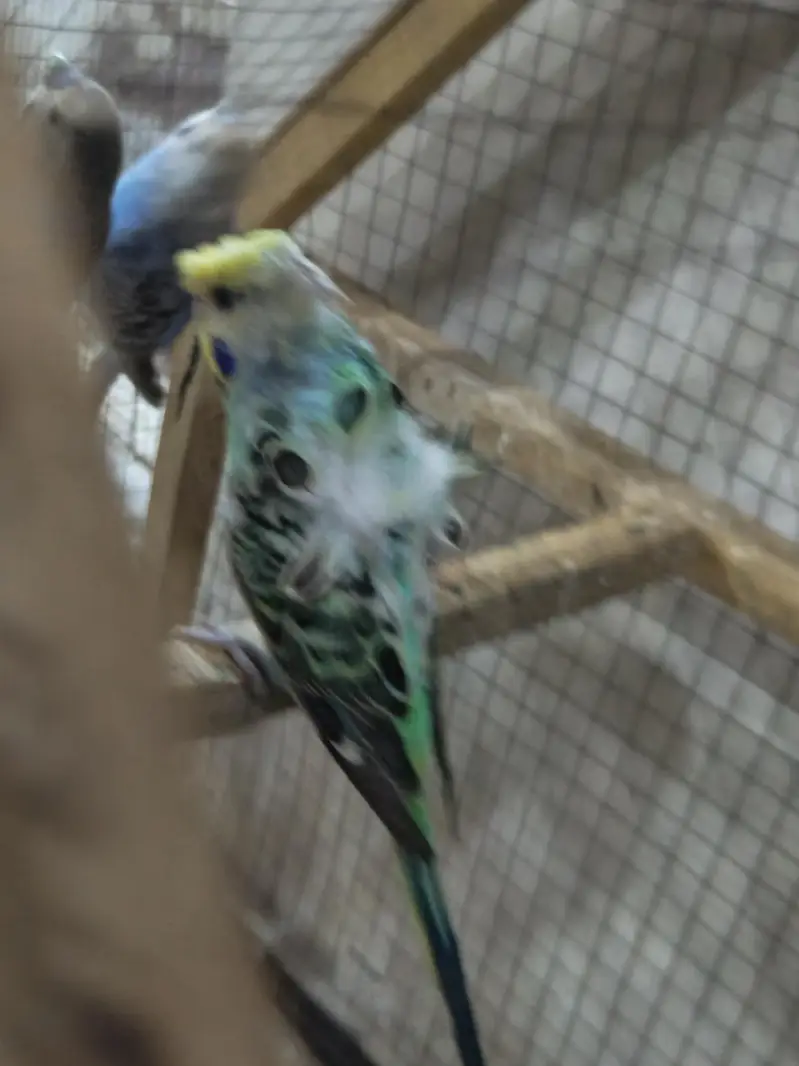 Hogoromo, TCB, King Size, Budgies — photo 3