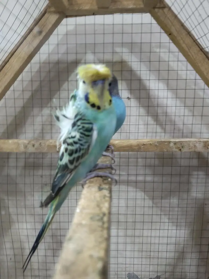 Hogoromo, TCB, King Size, Budgies — photo 4