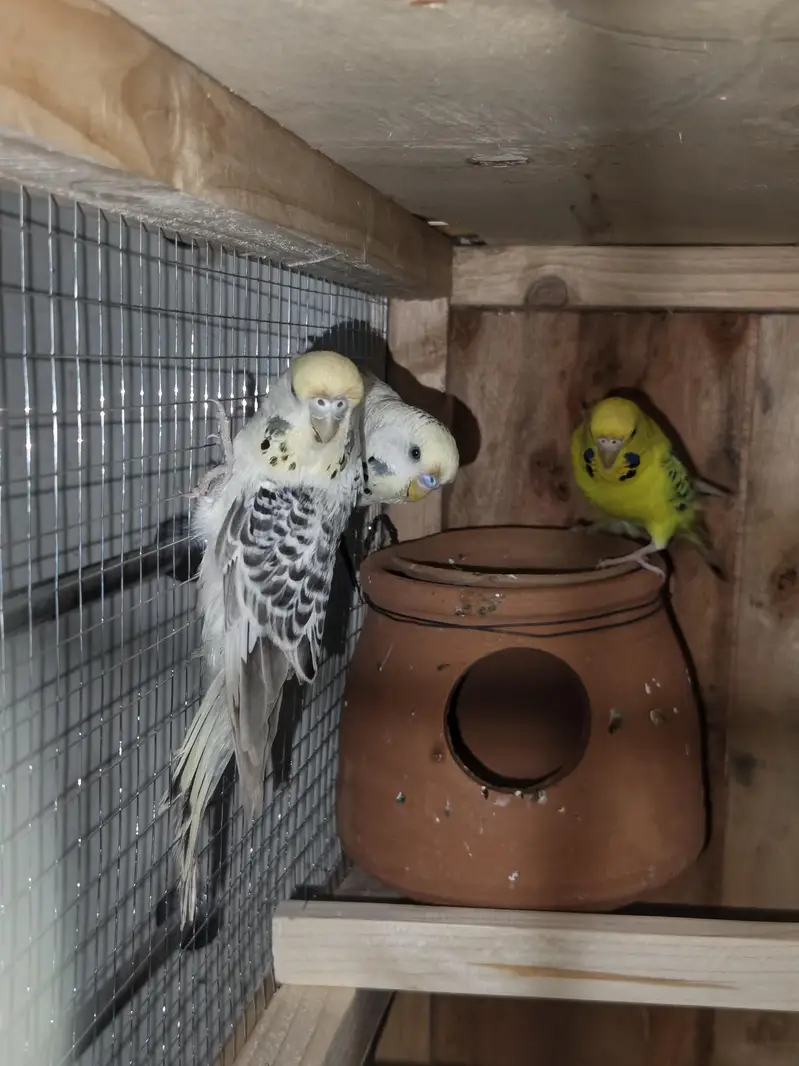 Hogoromo, TCB, King Size, Budgies — photo 5