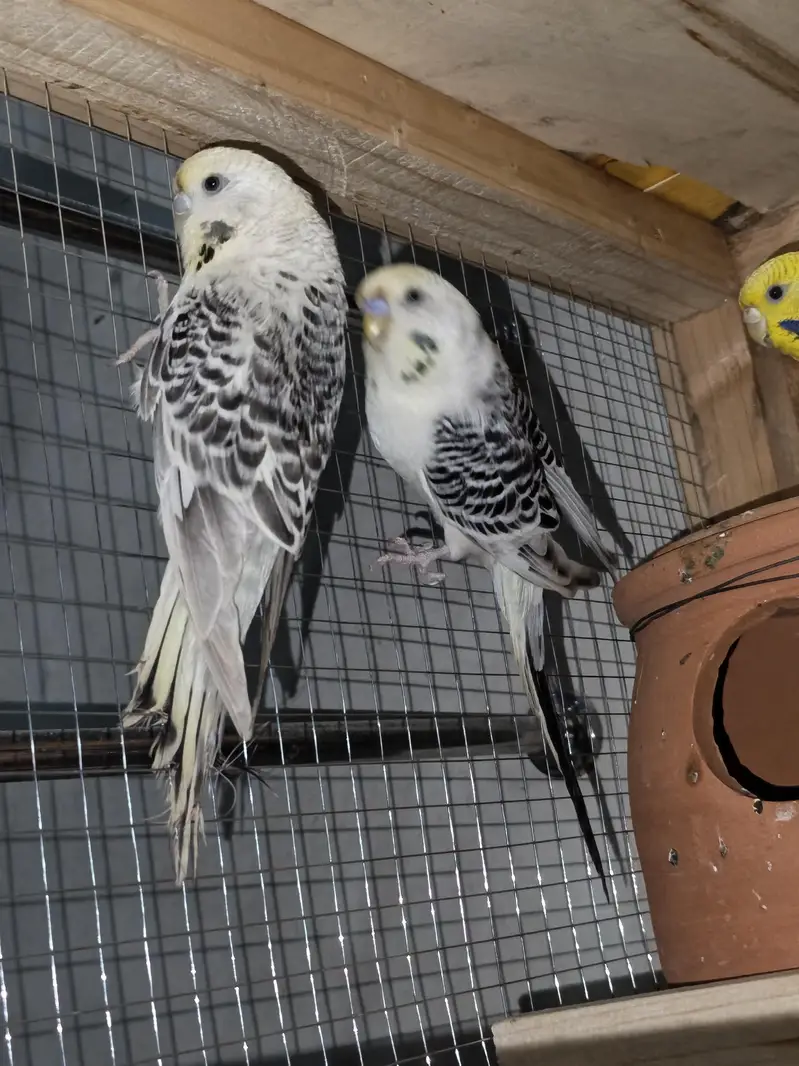 Hogoromo, TCB, King Size, Budgies — photo 6