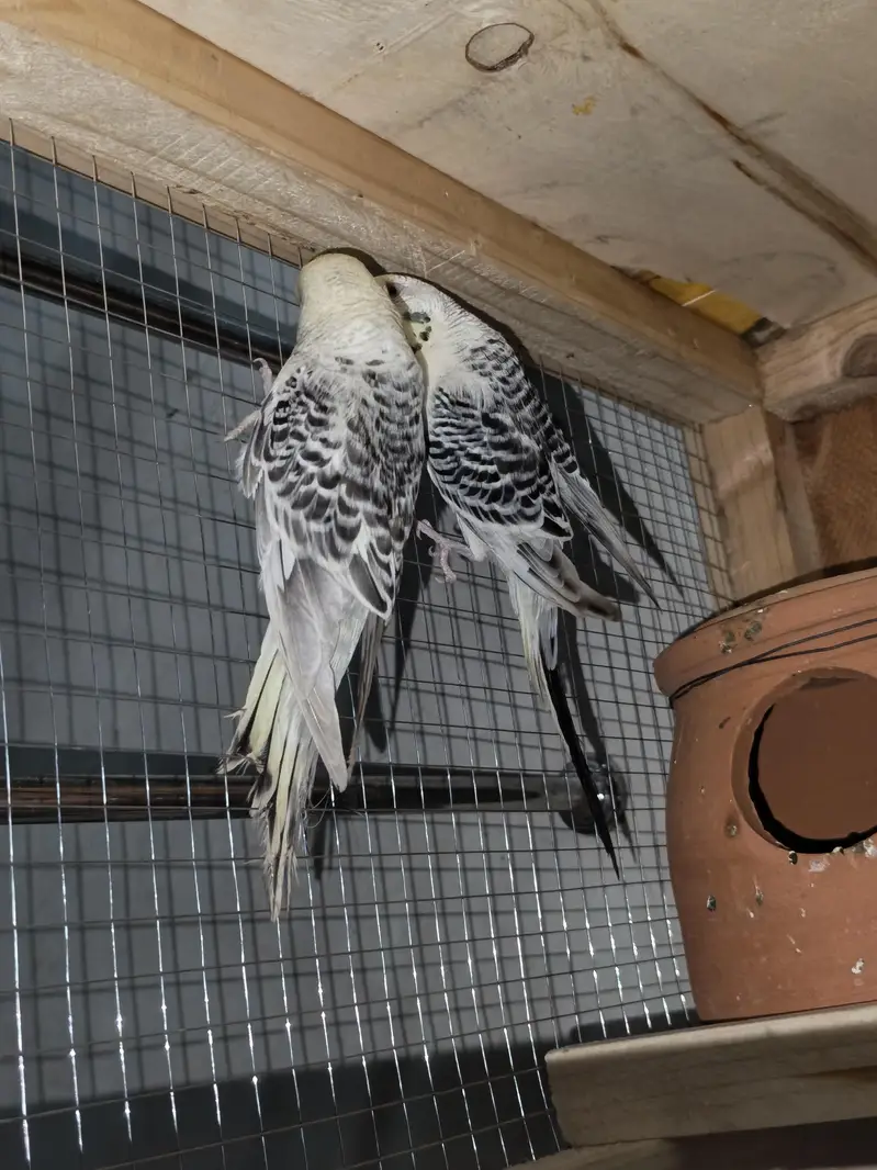 Hogoromo, TCB, King Size, Budgies — photo 7