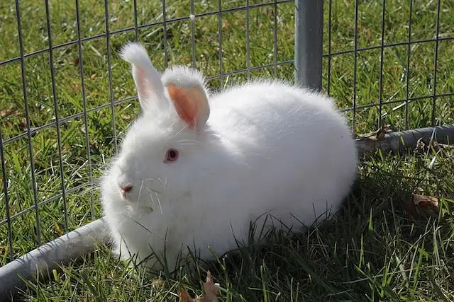 Angora Red eye | lion head Rabbit| Fancy Rabbit