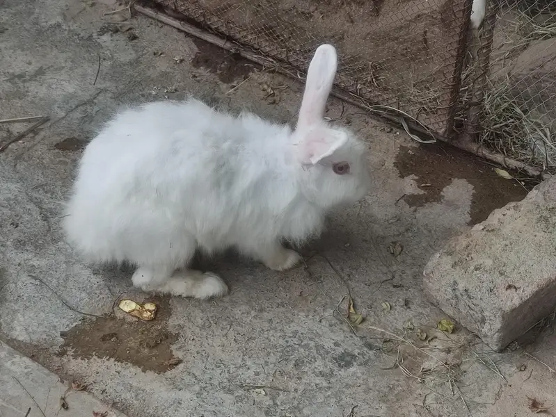 Angora Red eye | lion head Rabbit| Fancy Rabbit — photo 2