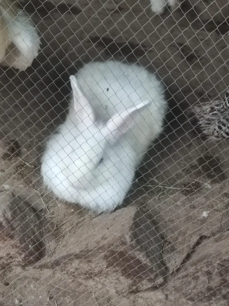 Angora Red eye | lion head Rabbit| Fancy Rabbit — photo 3