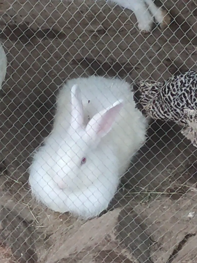 Angora Red eye | lion head Rabbit| Fancy Rabbit — photo 4