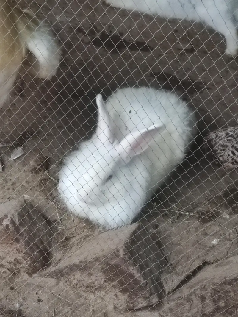 Angora Red eye | lion head Rabbit| Fancy Rabbit — photo 5